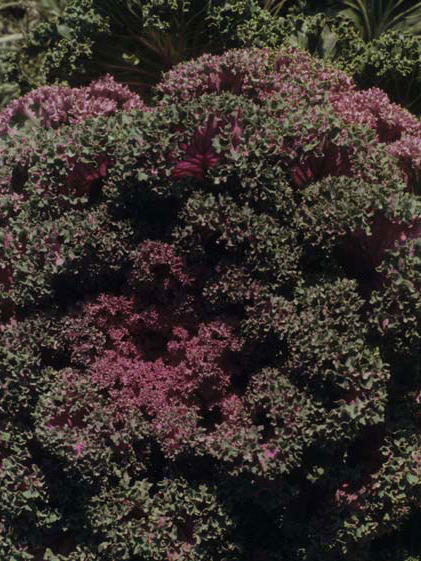 Infoblatt_2_Nutzgarten_nutzgarten_01.indd