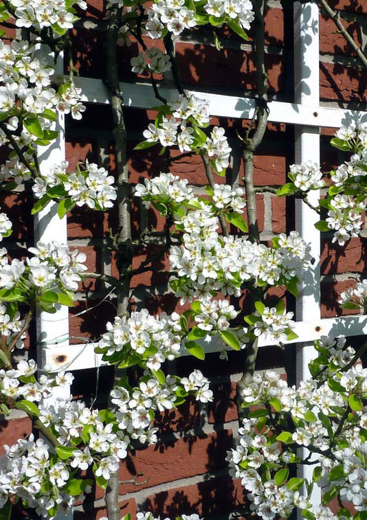 infoblatt_2_08_nutzgarten_baumobst_02