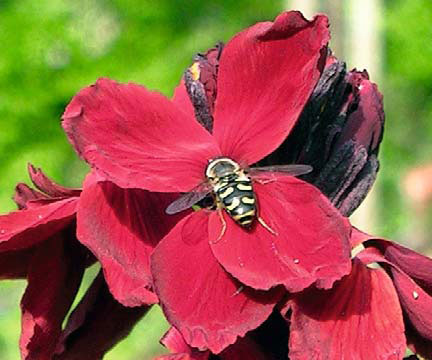 infoblatt_3_02_naturnahe_blumengaerten_02