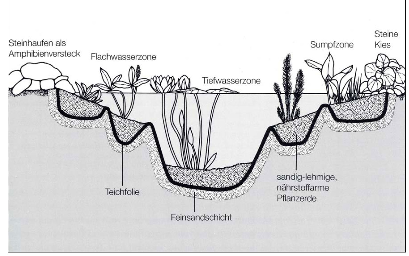infoblatt_3_09_naturnahe_folienteich_04