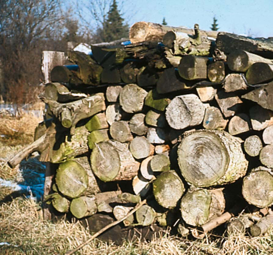 infoblatt_4_06_lebensraum_holzhaufen_05